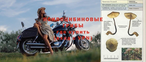 стаф Алзамай